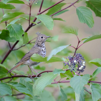 Bailey's Red Twig Dogwood