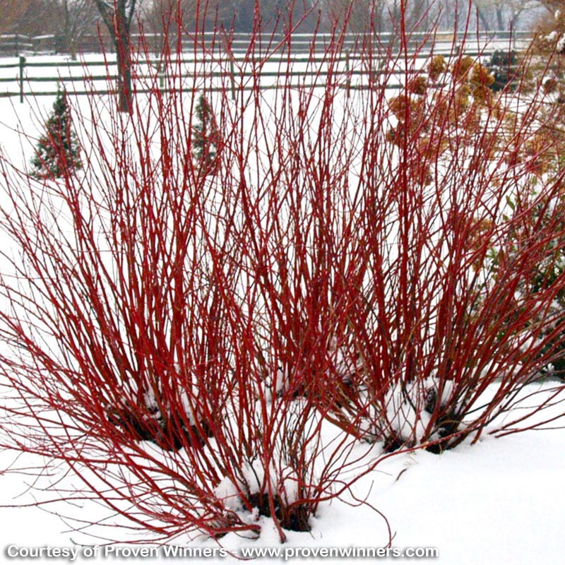 Arctic Fire Dogwood - Thumbnail 2