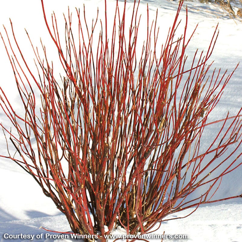 Arctic Fire® Dogwood