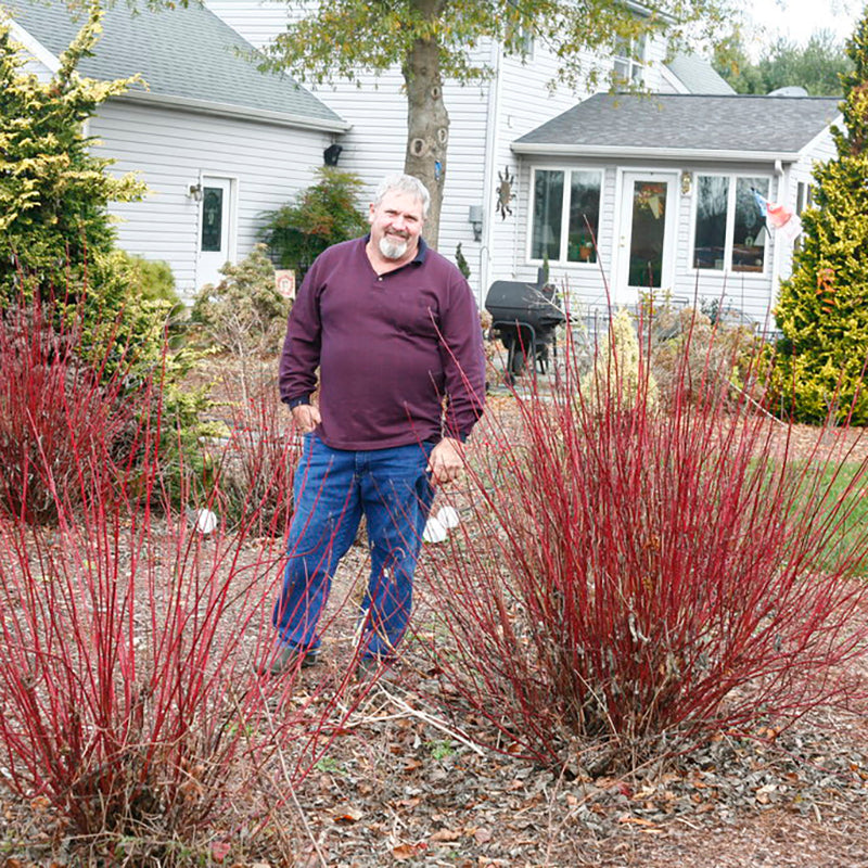 Arctic Fire® Dogwood, photo courtesy of Proven Winners®