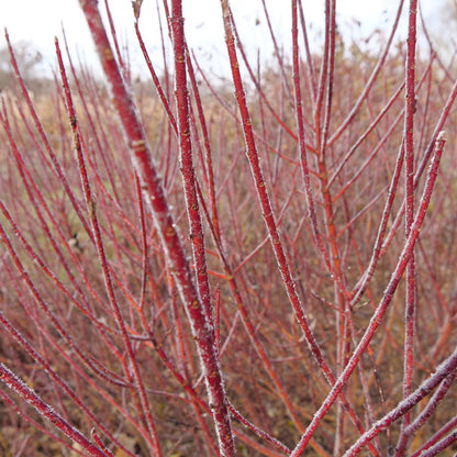 Arctic Fire® Dogwood, photo courtesy of Proven Winners®