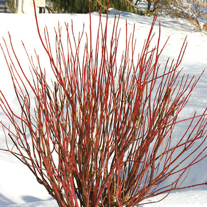 Arctic Fire® Dogwood, photo courtesy of Proven Winners®