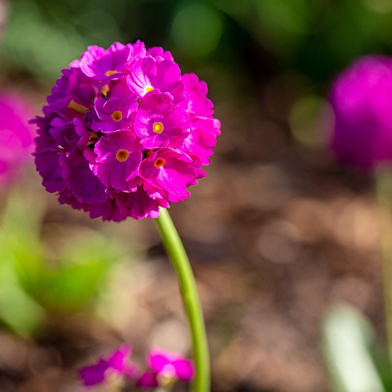 Corolla Deep Rose Primrose