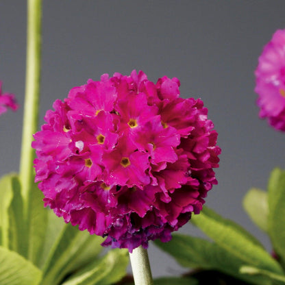 Corolla Deep Rose Primrose