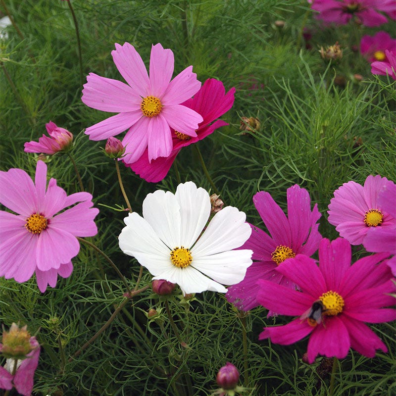Sensation Early Blooming Dwarf Cosmos Seed Mix