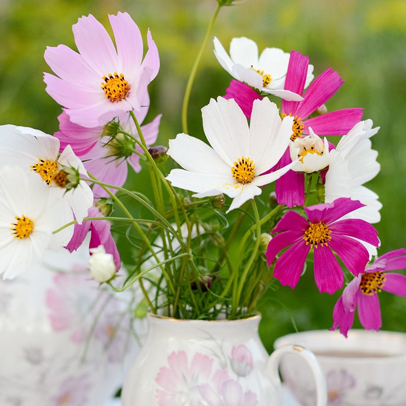 wildflower seeds in pots Bouquets For Days Annual Flower Seed Collection