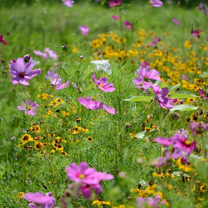 California Select Wildflower Seed Mix | 5 lb by American Meadows
