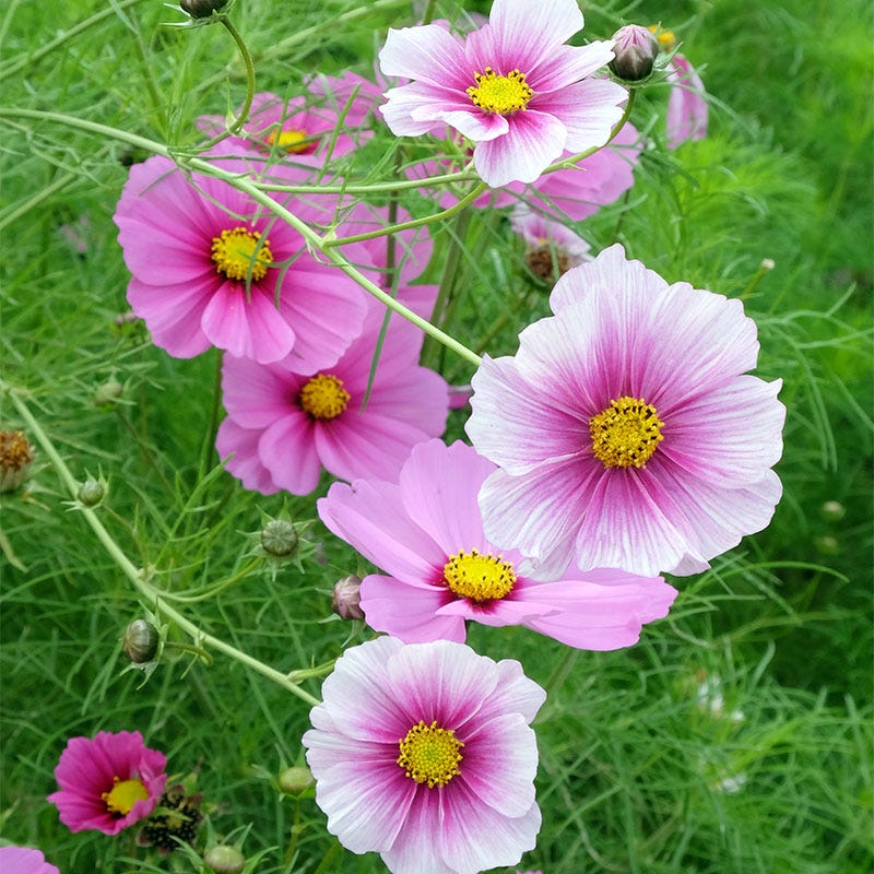 Daydream Cosmos Seeds
