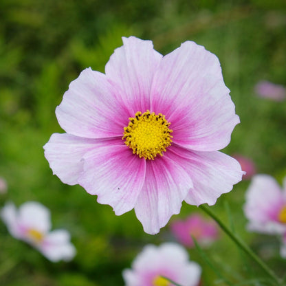 Daydream Cosmos Seeds