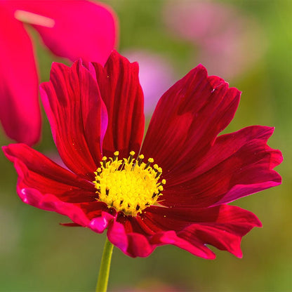 Dazzler Cosmos Seeds
