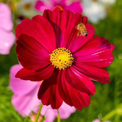 Good Karma Cosmos Seed Collection