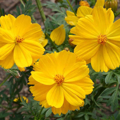 Dwarf Gold Sulphur Cosmos Seeds