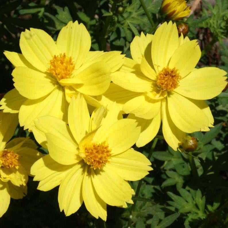 Dwarf Lemon Sulphur Cosmos Seeds