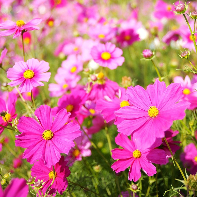 bulk cosmos flower seeds Cosmos Seeds | Pink/Red/White