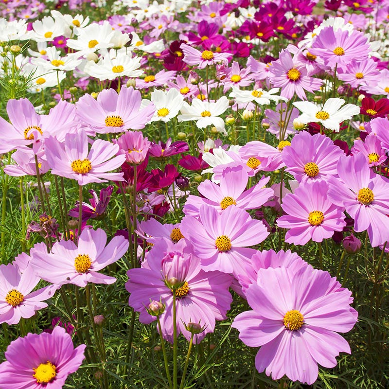 cosmo flower seeds Cosmos Seeds | Pink/Red/White