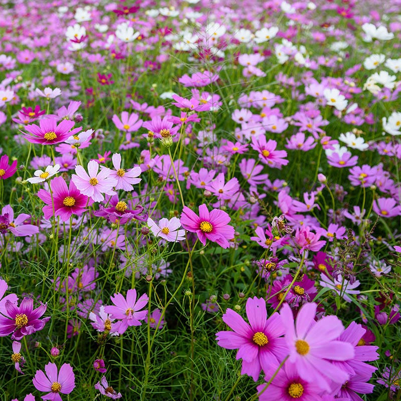 Cosmos Seeds