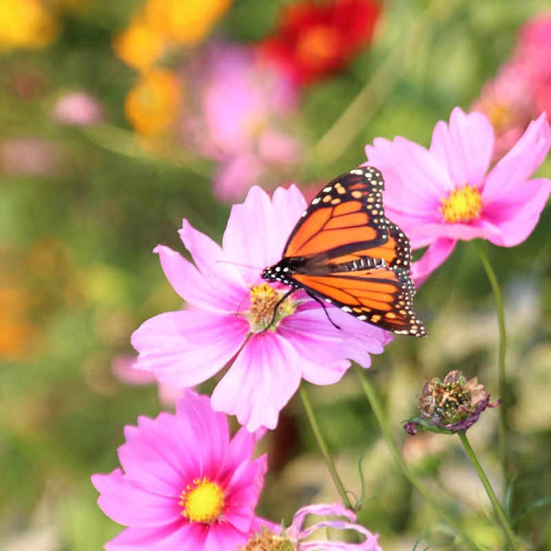 Hummingbird Nectar Wildflower Seed Mix