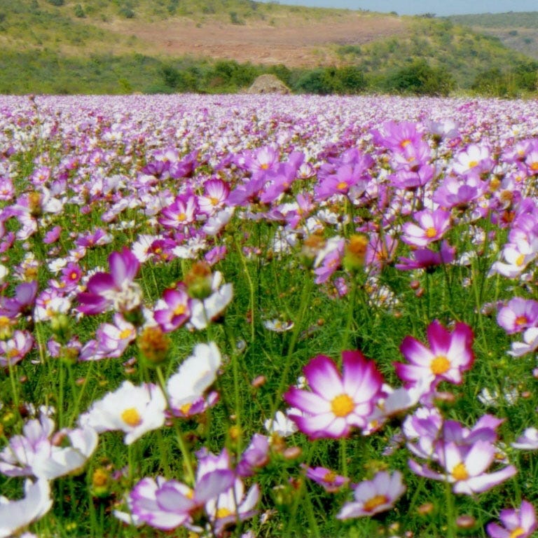 Picotee Cosmos Seeds