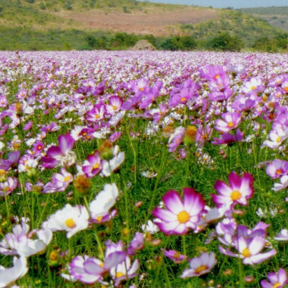 Picotee Cosmos Seeds