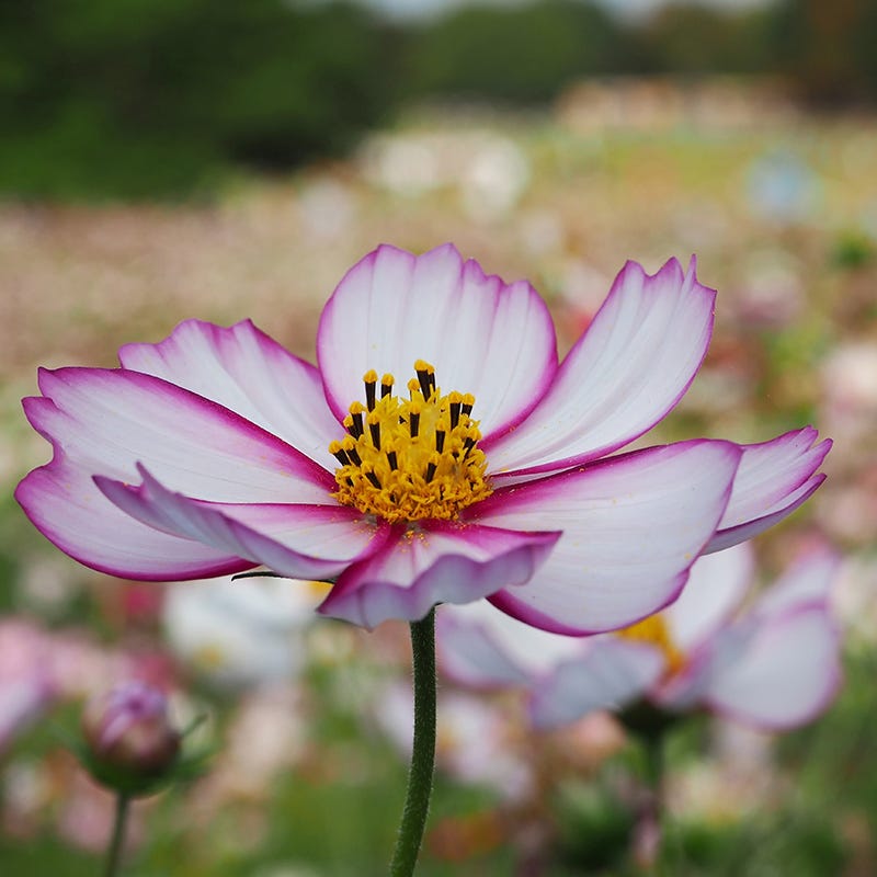 pink flower seeds Pink Wildflower Seed Mix