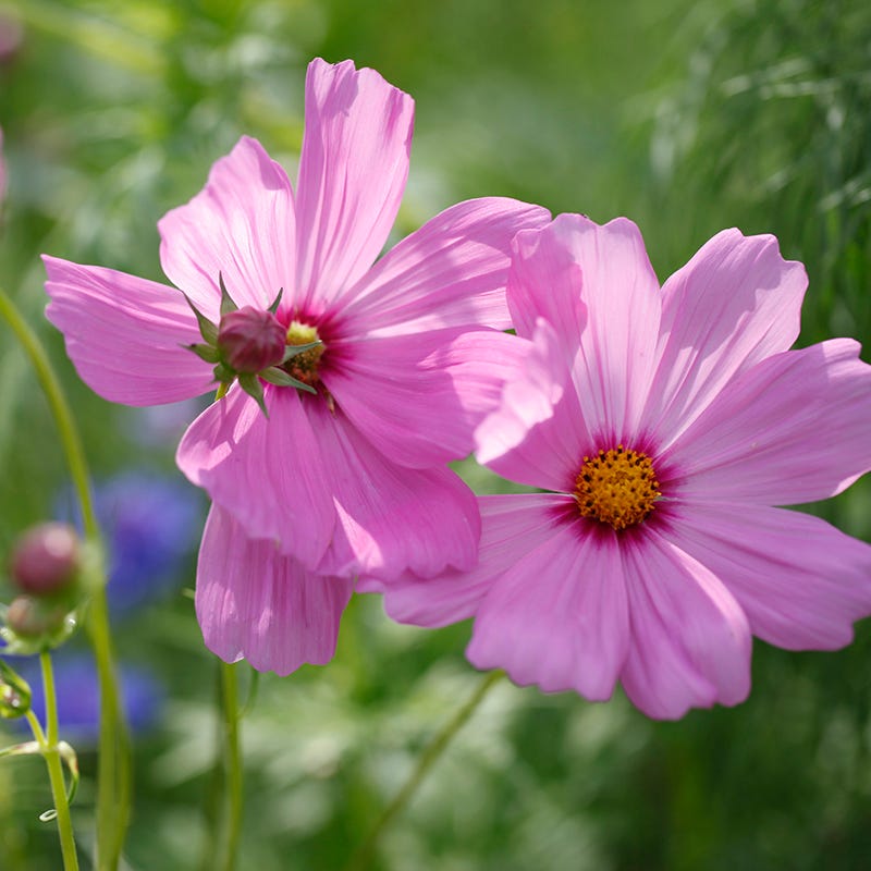 Pinkie Cosmos Seeds