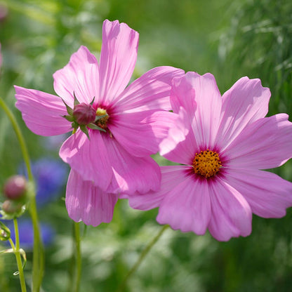 Pinkie Cosmos Seeds