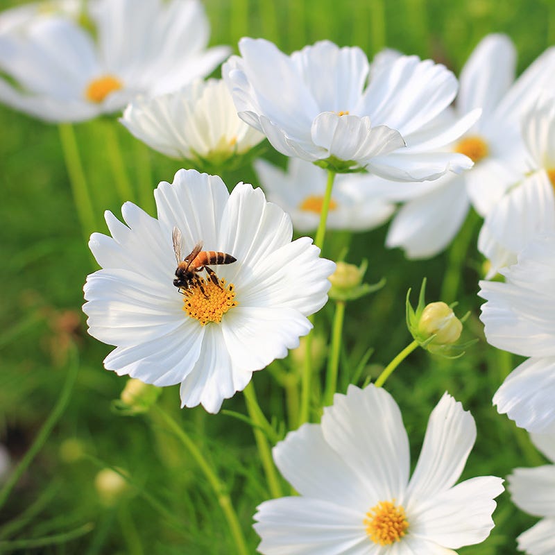 Good Karma Cosmos Seed Collection