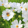 Purity Cosmos Seeds|White Cosmos Seeds Purity, Cosmos bipinnatus, Cosmos