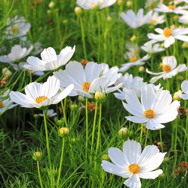 pure seed flower Purity Cosmos Seeds | White