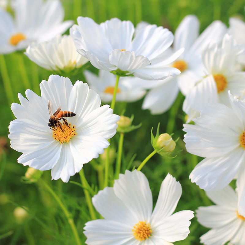 white wildflower seeds White Wildflower Seed Mix