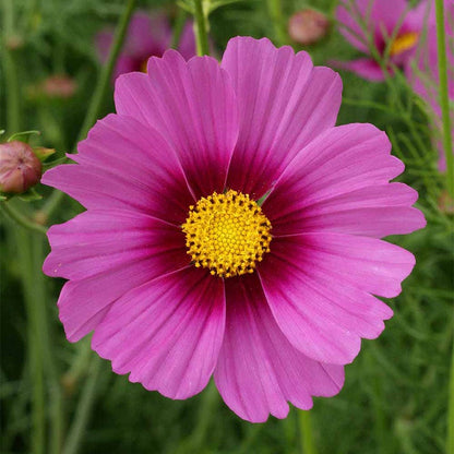 Radiance Cosmos Seeds