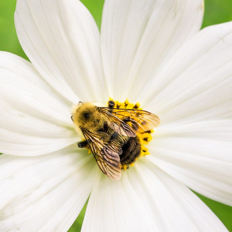 Midwest Pollinator Wildflower Seed Mix