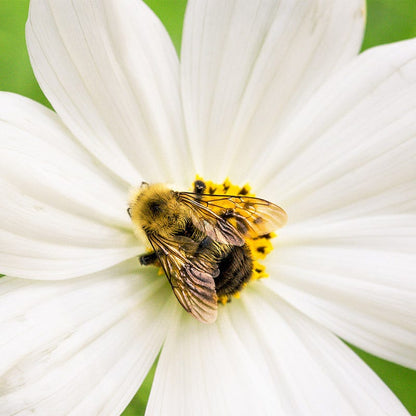 Midwest Pollinator Wildflower Seed Mix