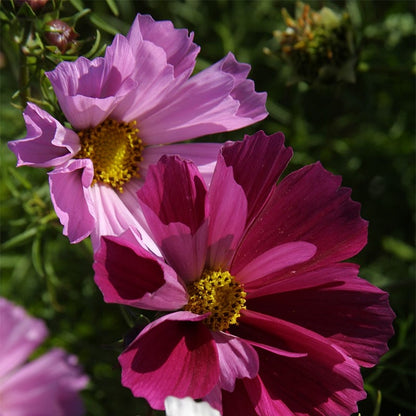 Sea Shells Cosmos Seed Mix