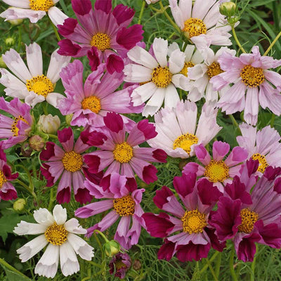 Sea Shells Cosmos Seed Mix|Pink and Red and White Cosmos Seeds Sea Shells Mix