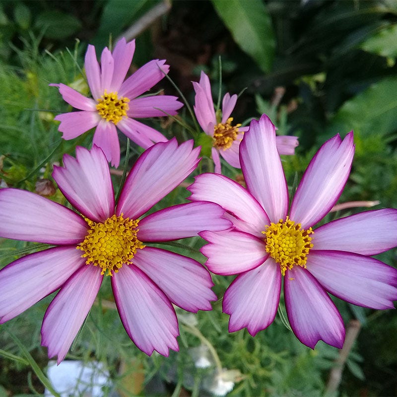 Picotee Cosmos Seeds