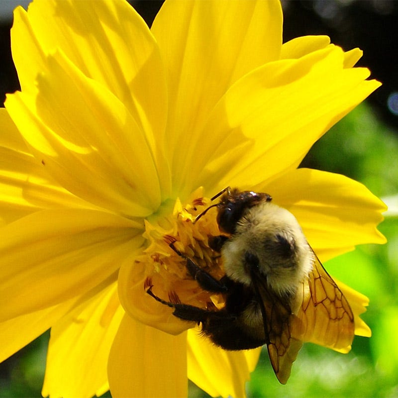 Dwarf Lemon Sulphur Cosmos Seeds