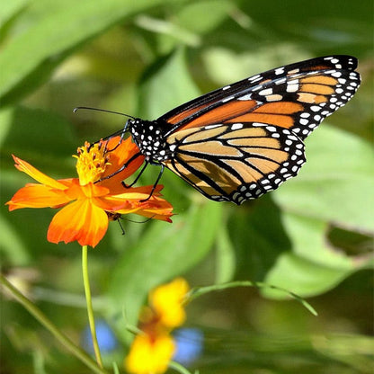 Sulphur Cosmos Seeds