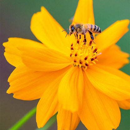 Sulphur Cosmos Seeds