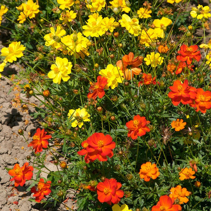 Polidor Sulphur Cosmos Seeds