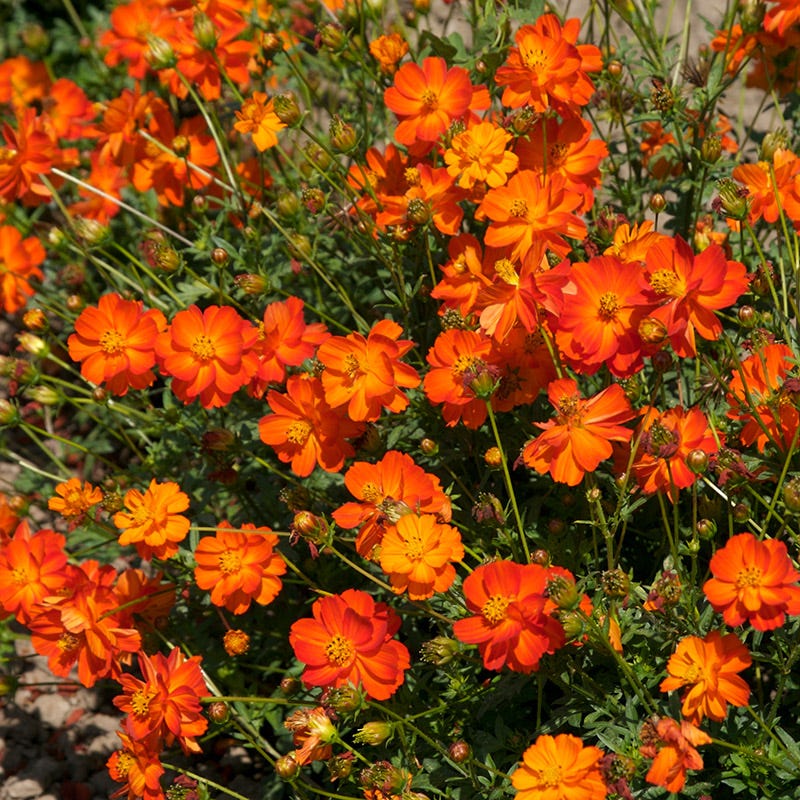 Sulphur Cosmos & Zinnia Seed Combo | American Meadows