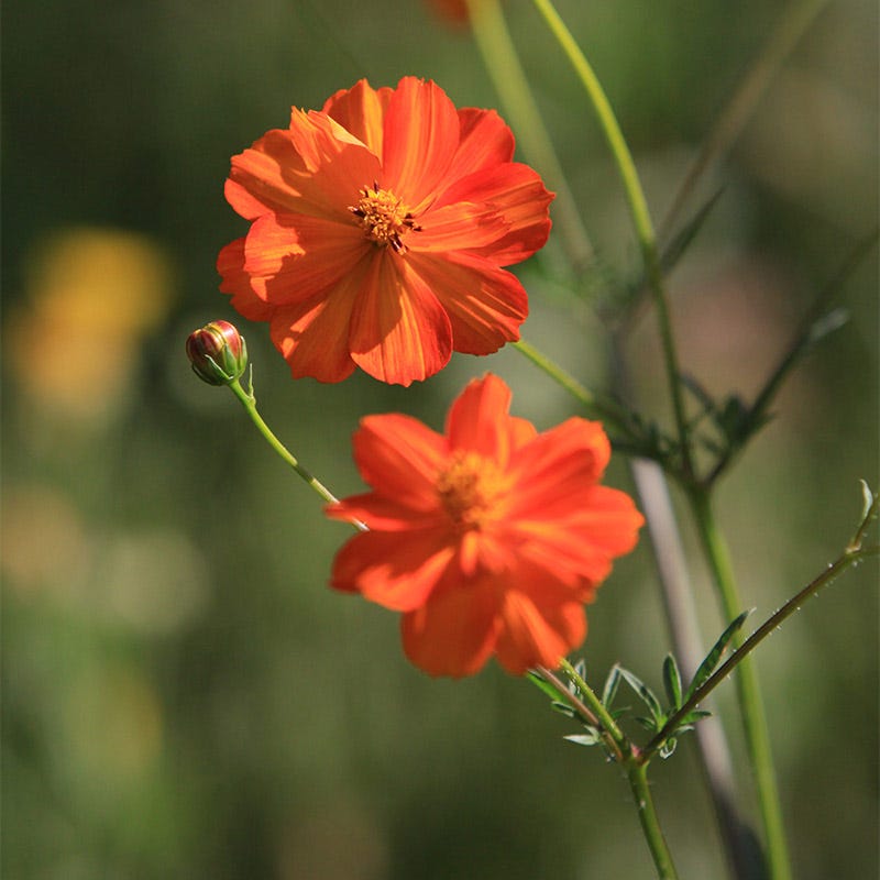 Sulphur Cosmos Seeds