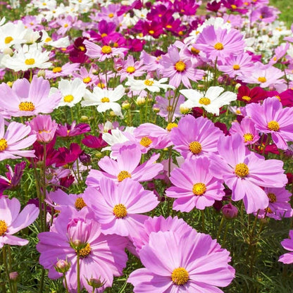 Wild Sunflower & Cosmos Seed Combo