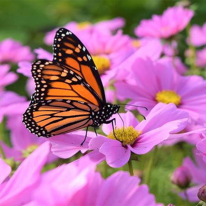 Southwest Pollinator Wildflower Seed Mix