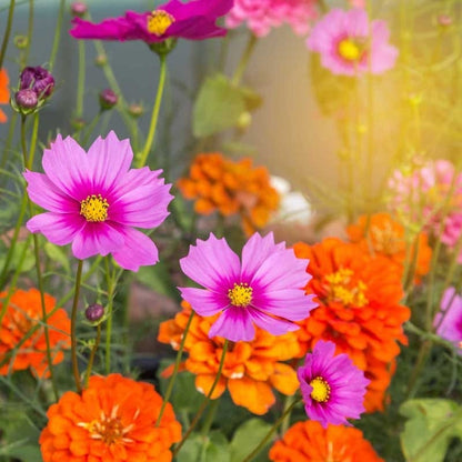 Zinnia & Cosmos Seed Combo