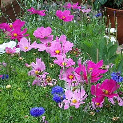 Sensation Late Blooming Dwarf Cosmos Seed Mix