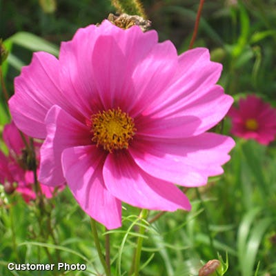 Sensation Late Blooming Dwarf Cosmos Seed Mix