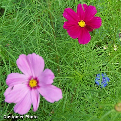 Sensation Late Blooming Dwarf Cosmos Seed Mix