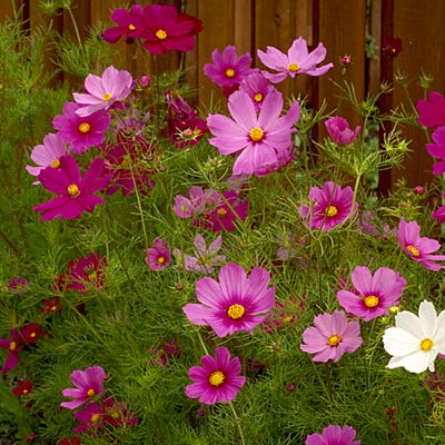 Sensation Late Blooming Dwarf Cosmos Seed Mix