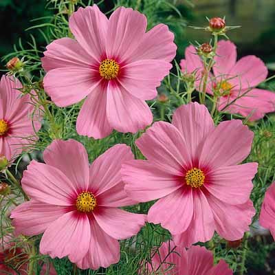 Cosmos Seed Mix